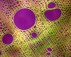 view Cross-section through Diospyrus plant stem, LM