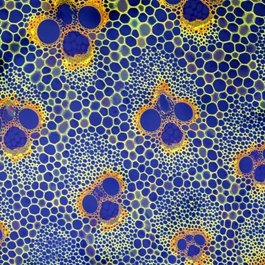 Cross-section through a bamboo stem, LM
