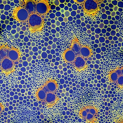 Cross-section through a bamboo stem, LM