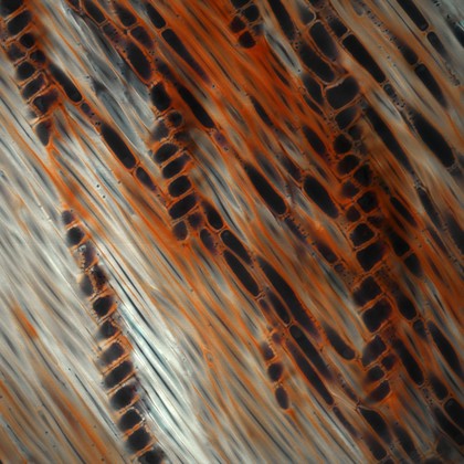Cell walls in a Quercus (oak) stem, LM
