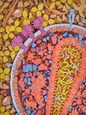 view HIV and antibodies, HIV viral life cycle, illustration