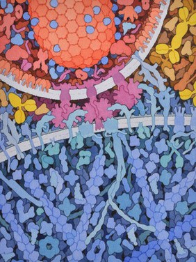 HIV attachment, HIV viral life cycle, illustration