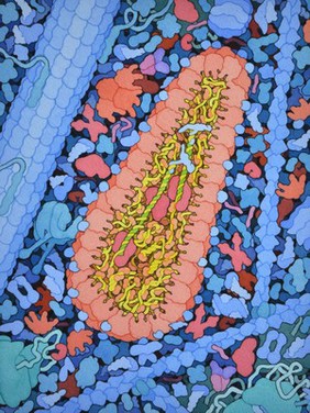 Reverse transcription, HIV viral life cycle, illustration