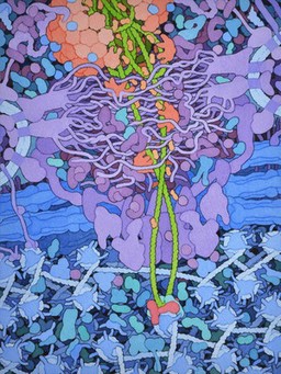 HIV integration, HIV viral life cycle, illustration