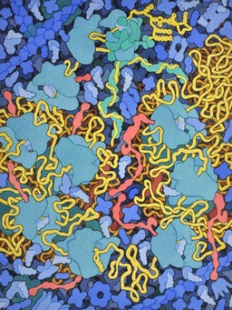 HIV translation, HIV viral life cycle, illustration