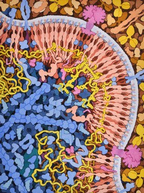 HIV assembly and budding, HIV viral life cycle, illustration