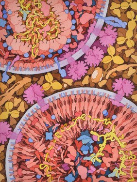 HIV maturation, HIV viral life cycle, illustration