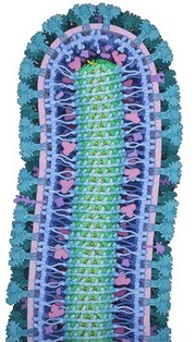 Cross section through an ebola virus particle, illustration.