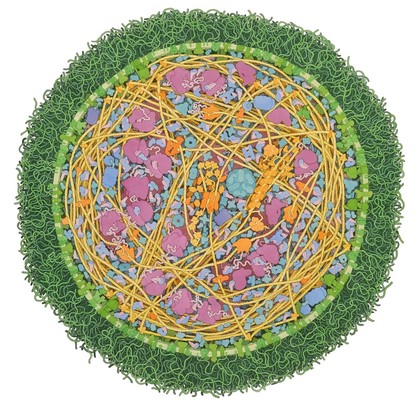 Cross section through mycoplasma mycoides cell, illustration