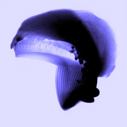 Mouthpart from a naval ship worm (Teredo navalis), X-ray