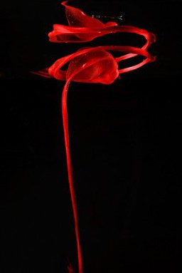 Menstrual blood, artwork title "The Ribbon Rose"