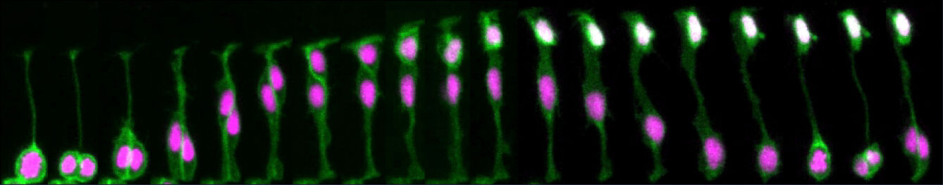 Asymmetric cell division in a live zebrafish embryo