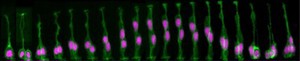 view Symmetric cell division in a live zebrafish embryo