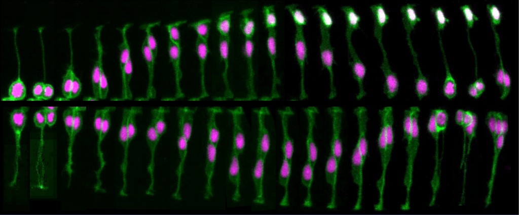 Cell division in a live zebrafish embryo