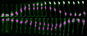 view Cell division in a live zebrafish embryo