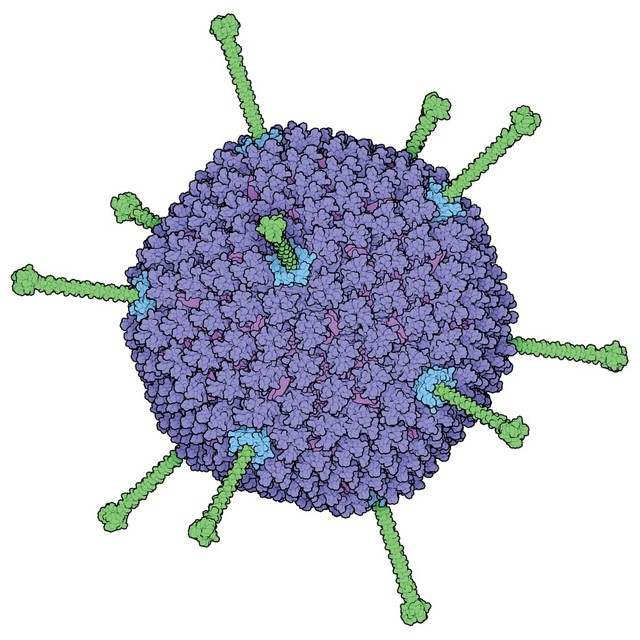 Adenovirus | Wellcome Collection