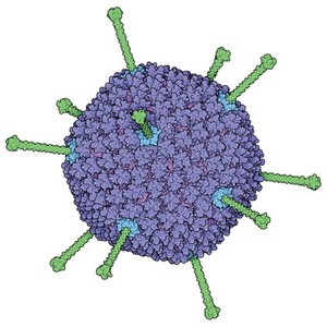 view Adenovirus