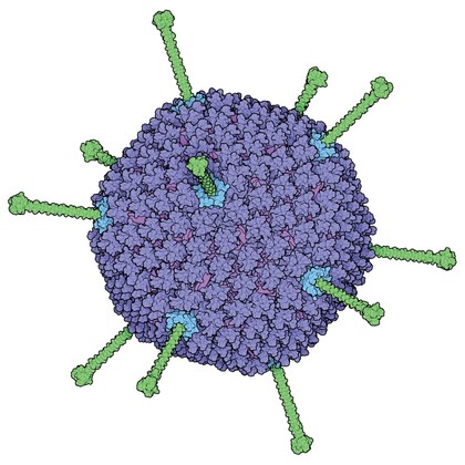 Adenovirus