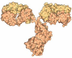 view Antibody