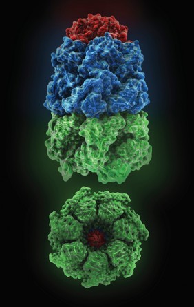 Chaperone protein