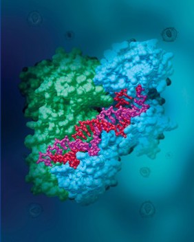 HIV Reverse Transcriptase