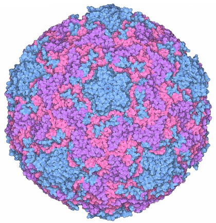 Rhinovirus