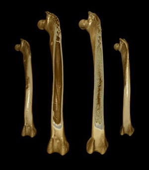 view Thigh bones (femora) from Japanese quail, micro-CT