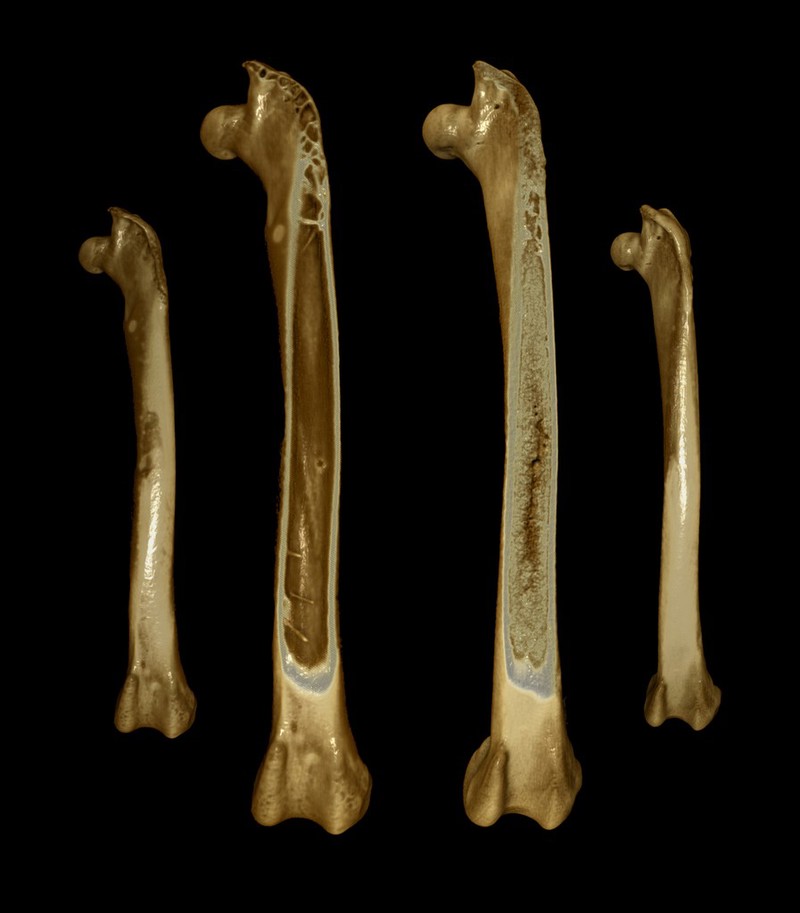 Thigh bones (femora) from Japanese quail, micro-CT | Wellcome