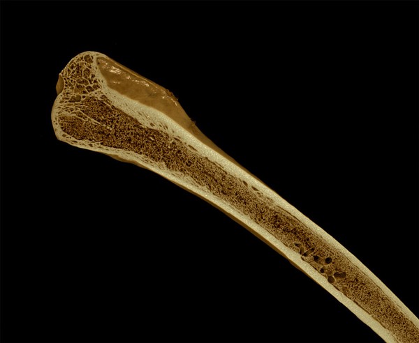 Thigh bone (femur) from a female Japanese quail, micro-CT