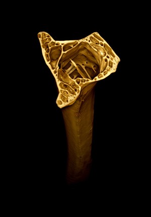 view Thigh bone (femur) from a male Japanese quail, micro-CT