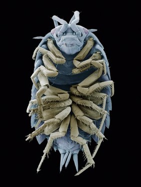 Woodlouse, SEM