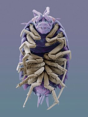 Woodlouse, SEM