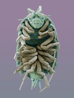 Woodlouse, SEM