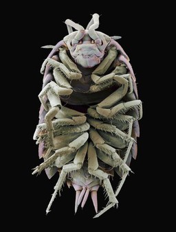 Woodlouse, SEM
