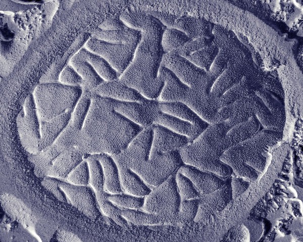 Yeast cell plasma membrane, Freeze fracture and etching TEM