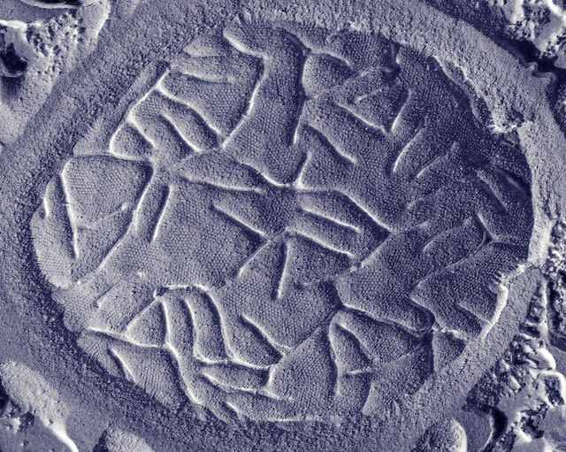 Yeast cell plasma membrane, Freeze fracture and etching TEM