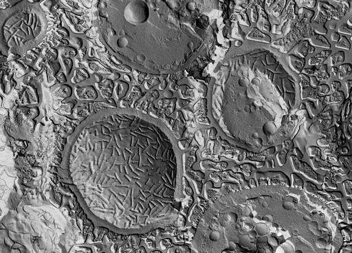 Yeast cells plasma membrane, Freeze fracture and etching TEM