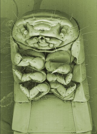 Head of a mealworm, SEM