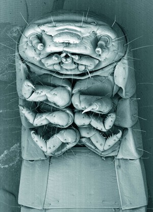 view Head of a mealworm, SEM