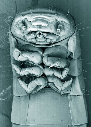Head of a mealworm, SEM
