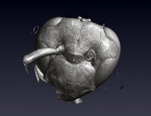 view Wasp head, micro-CT