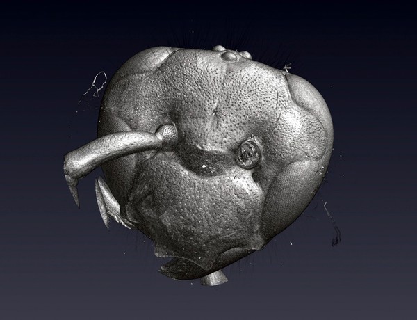 Wasp head, micro-CT