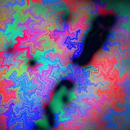 Fractal patterns in a Bacillus subtilis biofilm, LM