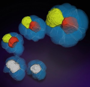 view Formation of the inner mass in an early mouse embryo, LM