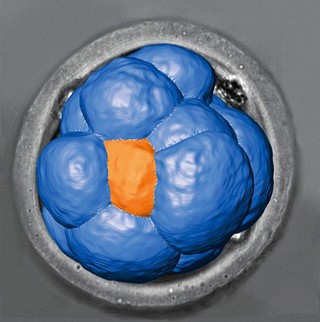 Early mouse embryo preimplantation, LM