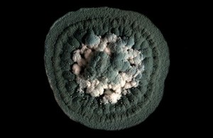 view Bacteria metabolites from the respiratory tract