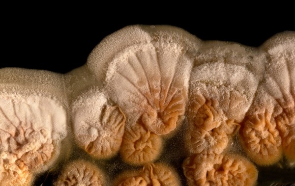 Detail of rugose fungus growth
