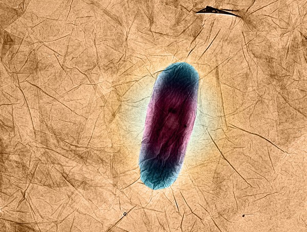 Nanographene oxide interacting with bacteria, TEM