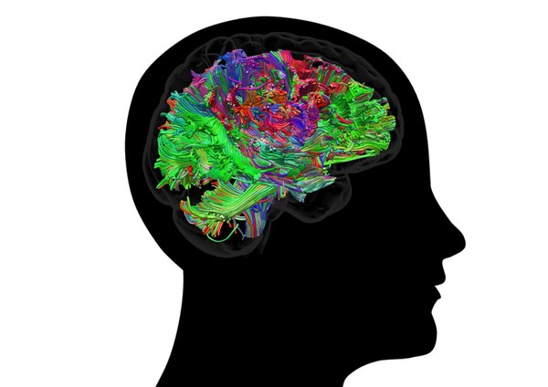 Healthy adult human brain viewed from the side, tractography