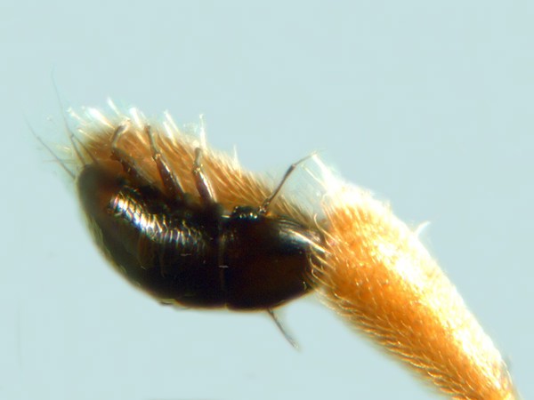 Beetle larva living on a spider-hunting wasp